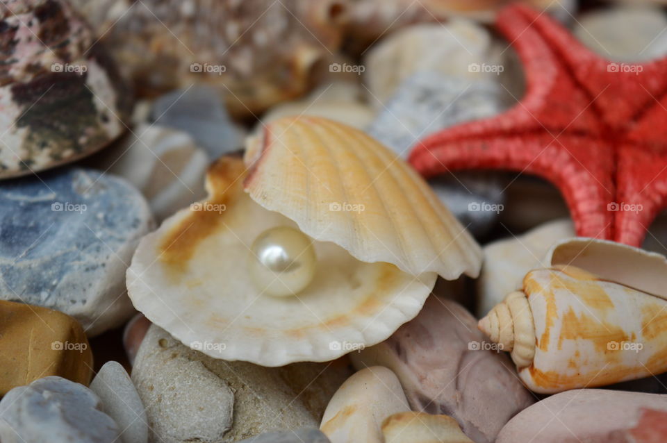 Pearl in shell with star fish