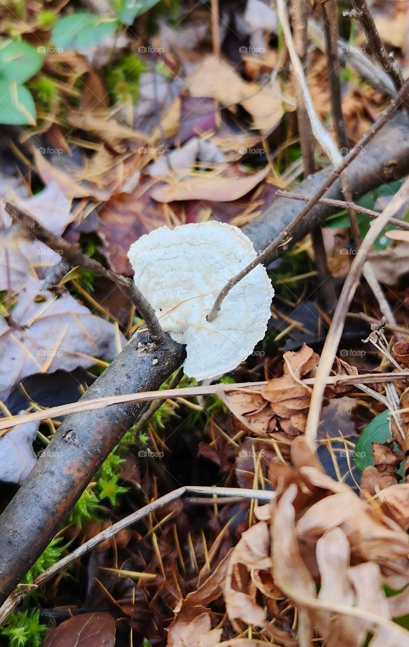 Fungus On A Stick With A Stick Growing Through It