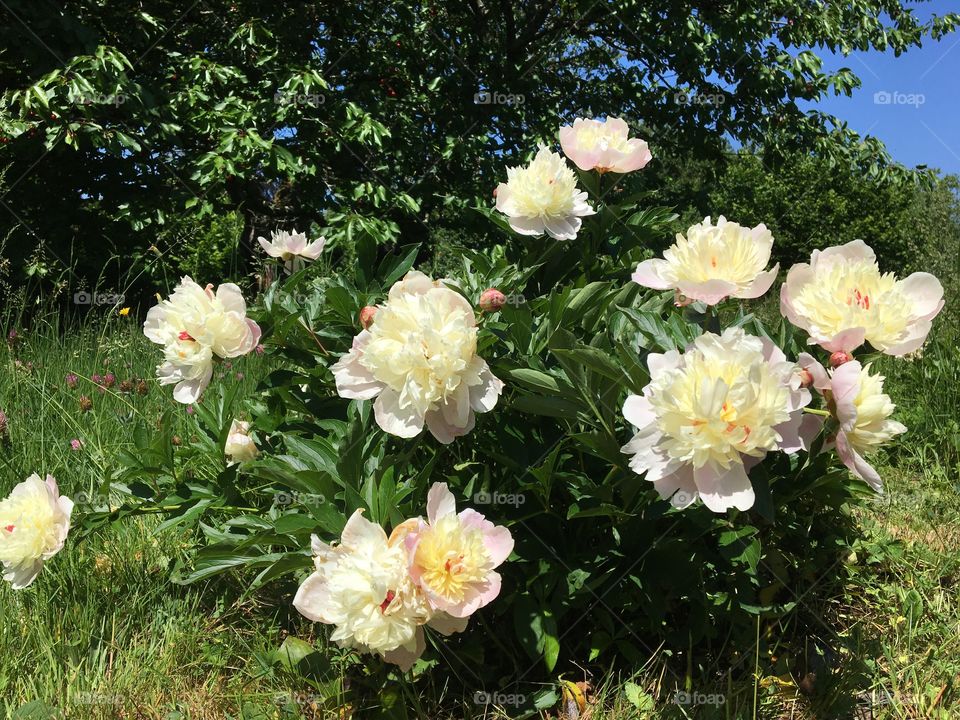 Peonies