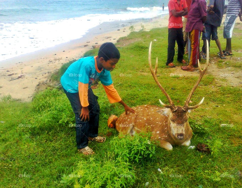 Unusual Pet Deer