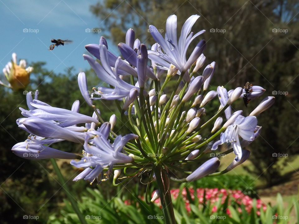 Agapanthus or Lily of the Nile. Santo Antonio do Pinhal, Brazil. Close up.
