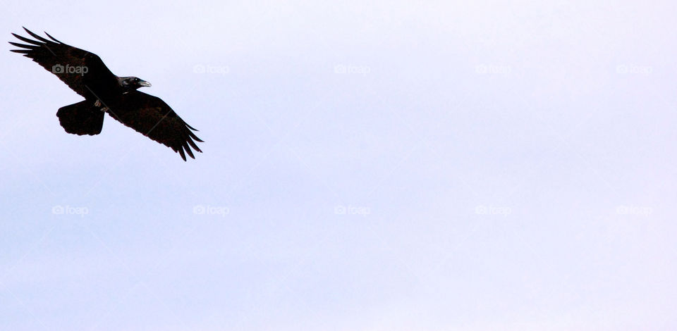 sky background bird by refocusphoto