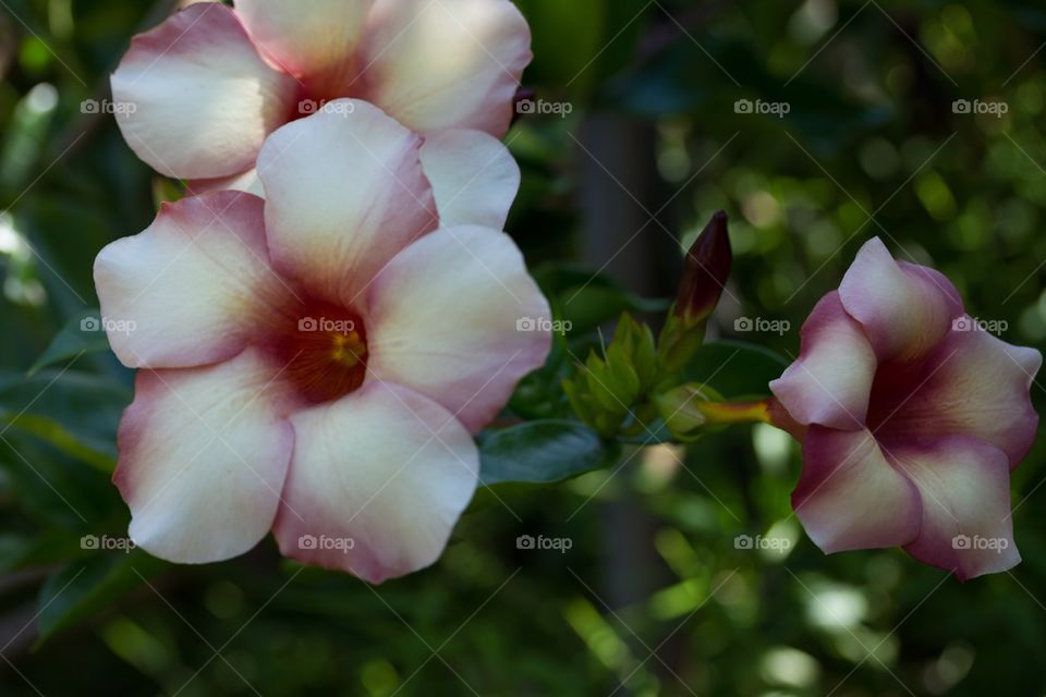 Alamanda Flowers