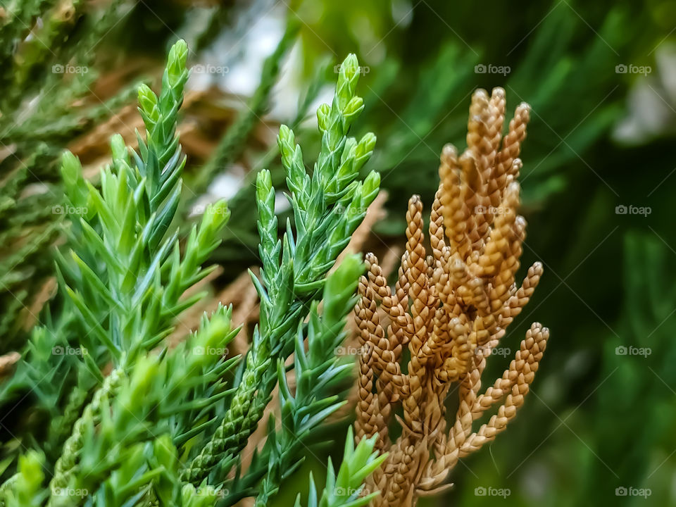 Close up of Hollywood juniper with both new emerging growth and old brown growth.