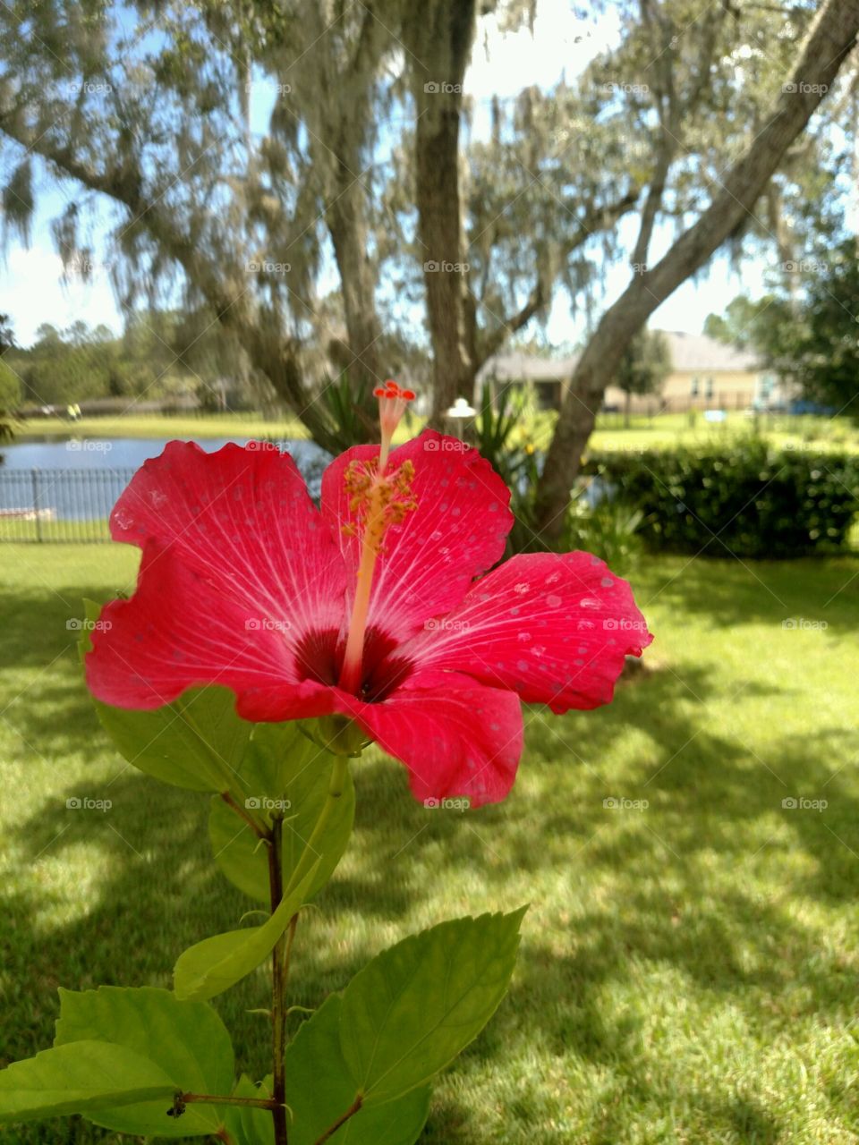 Thriving Hibiscus