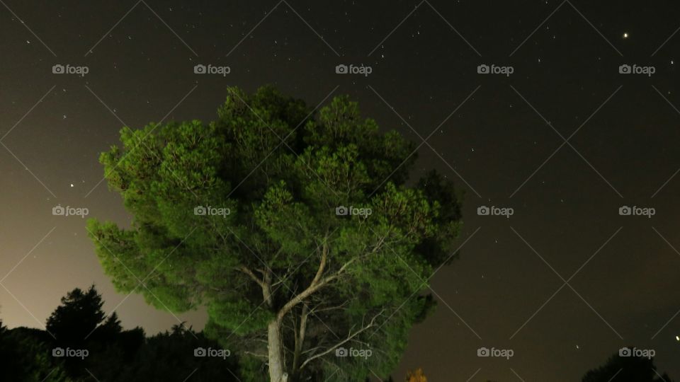 stary night pine tree