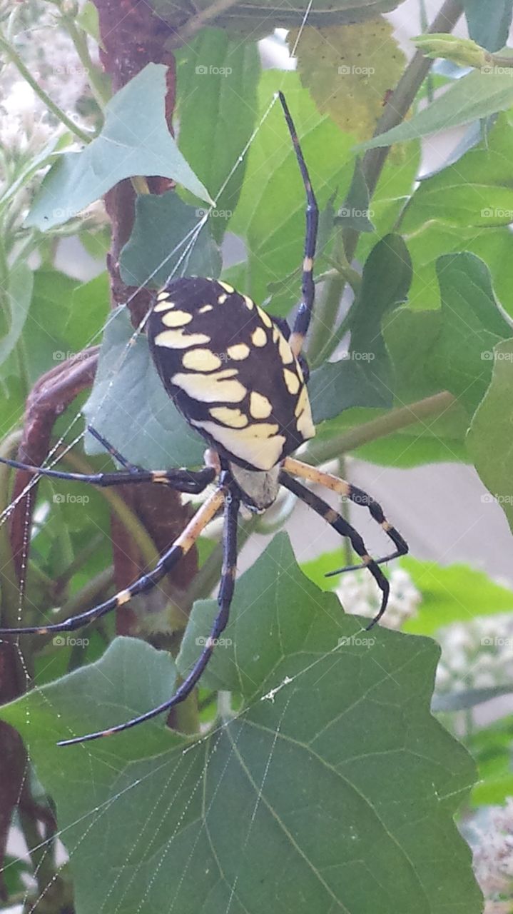 Beautiful Spider