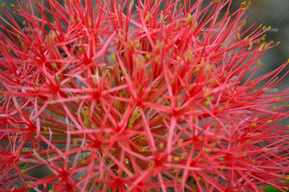 Red fireball flowers