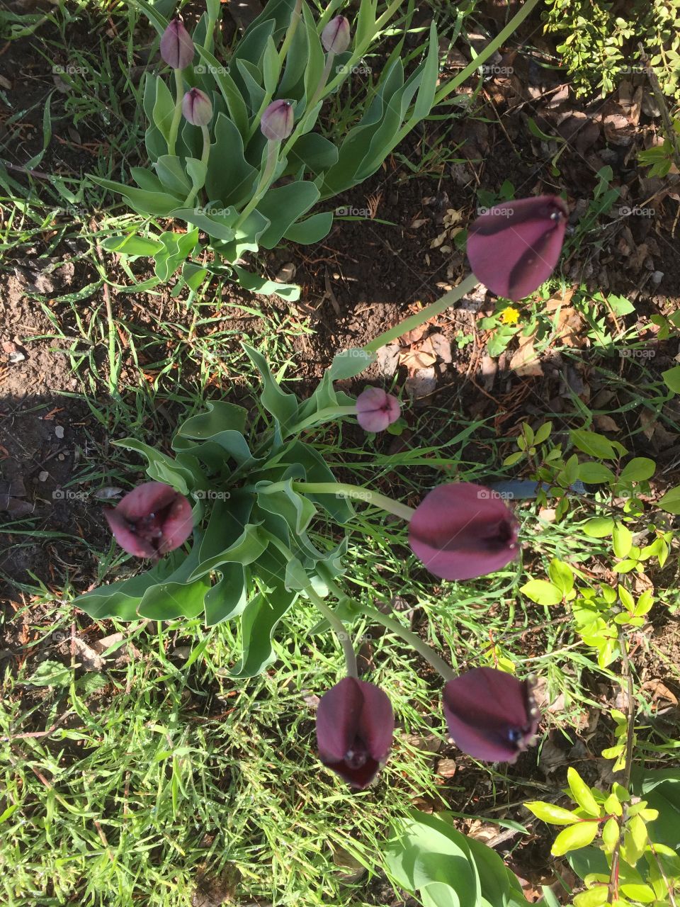 Blooming Purple Tulips