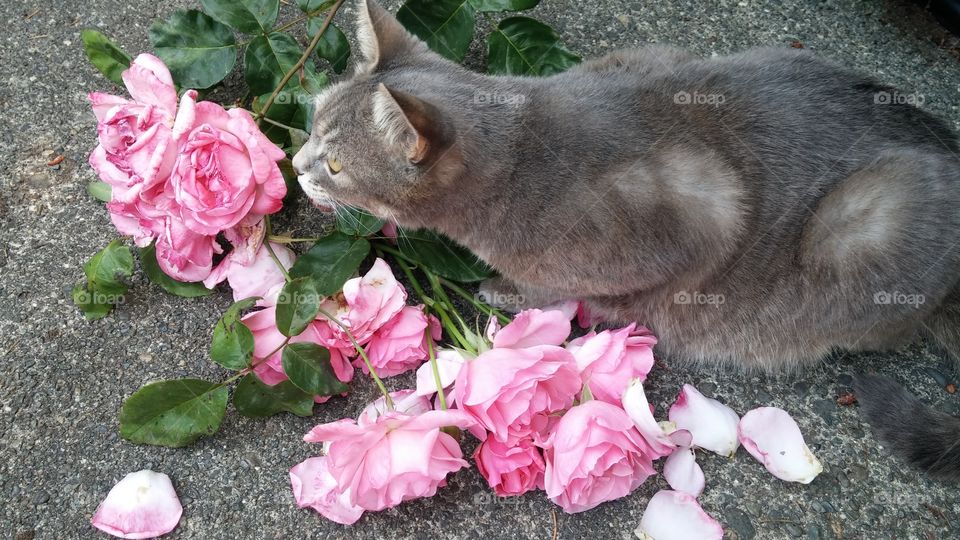 Pet cat, Sweet gray fur cat smelling the pink petals of roses laying on the ground in the Spring