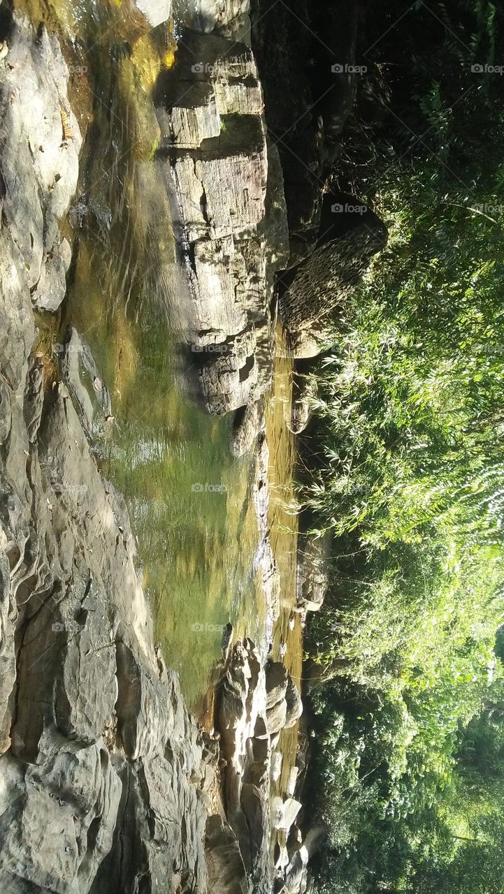 jungle pond captured