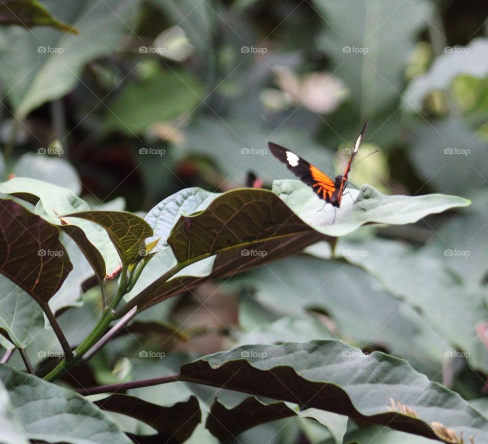 Butterfly, Insect, Nature, Leaf, Outdoors