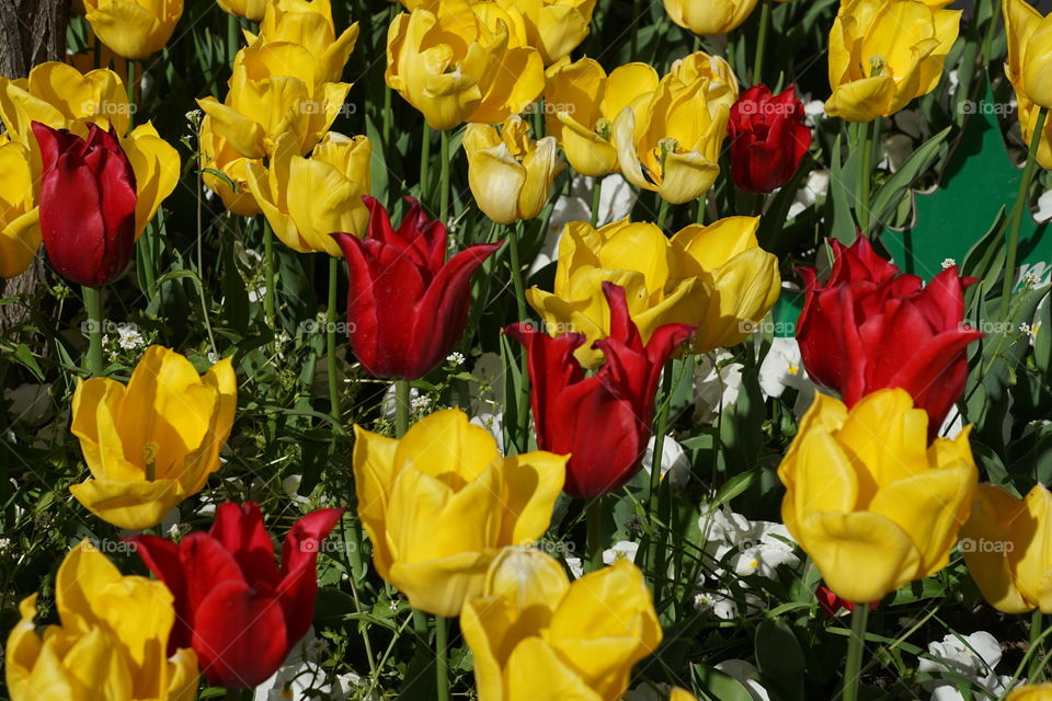 Red and yellow tulips