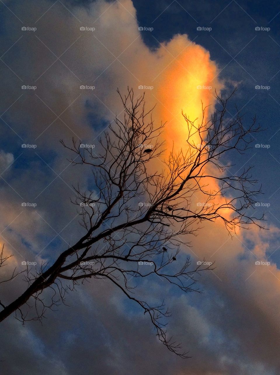 Bright clouds and tree