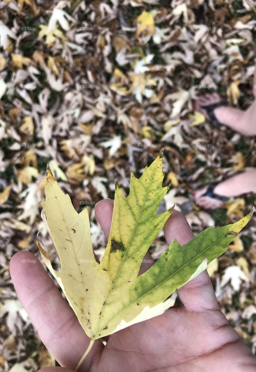 Holding a leaf and my feet in the leaves