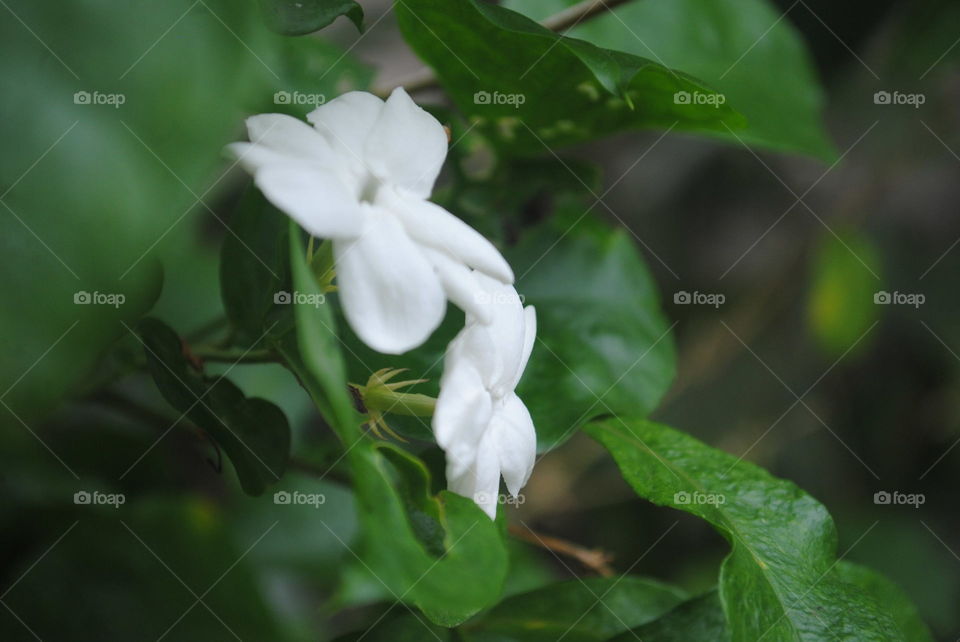 melati flower from indonesia