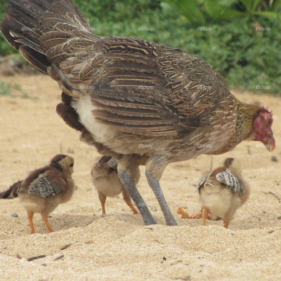 Chicks on the beach