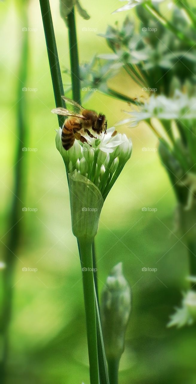 Closeup of a busy bee on a cluster of tiny light green and white flowers on a stalk. Soft focused background