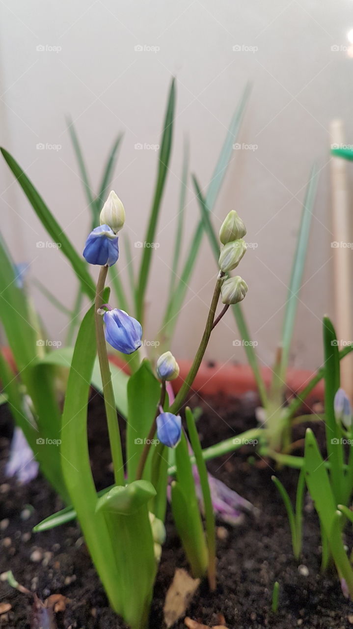 small blue flower buds at home