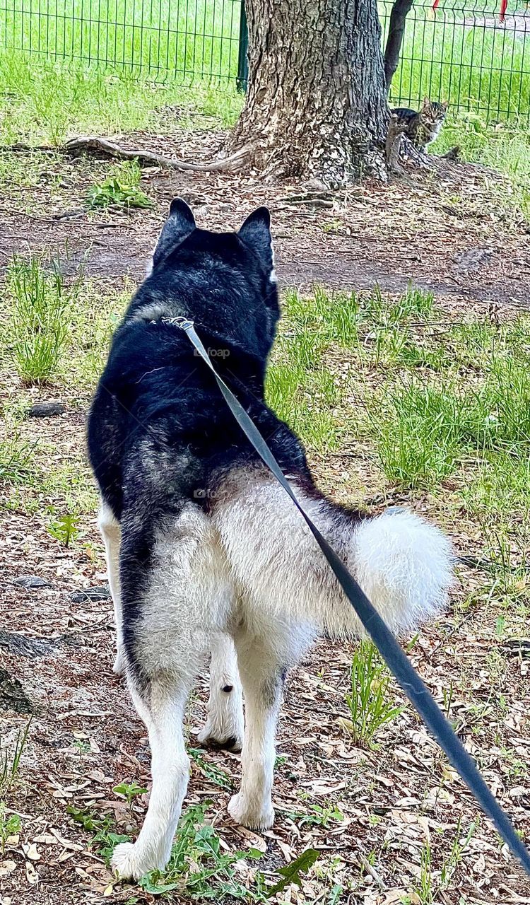 Imagine the unique and exciting moment captured in this photo: a cat hiding behind a tree and a husky spotting him. This photo is perfect for those who appreciate intriguing and natural moments in the animal world.
