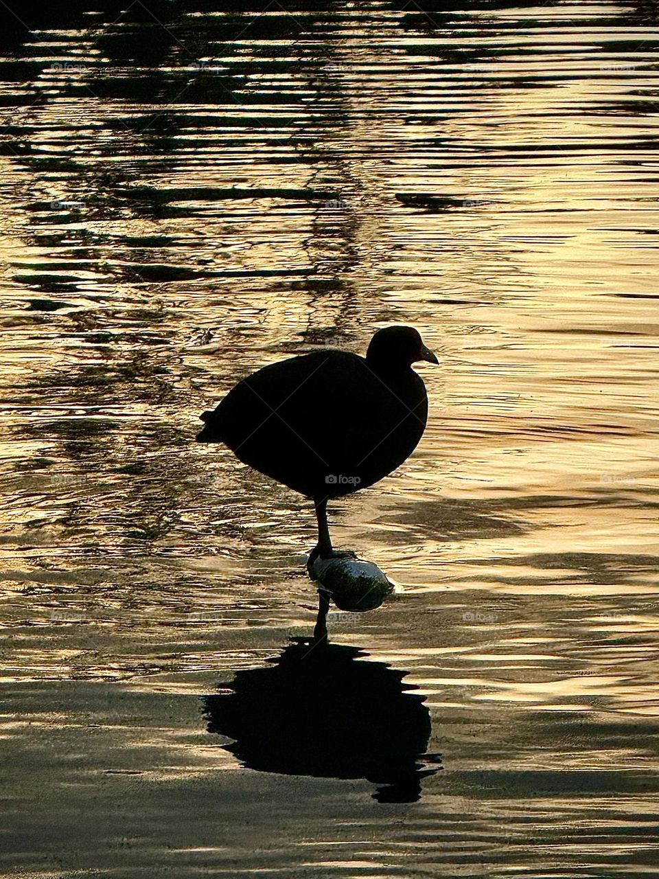 American Coot at Sunset