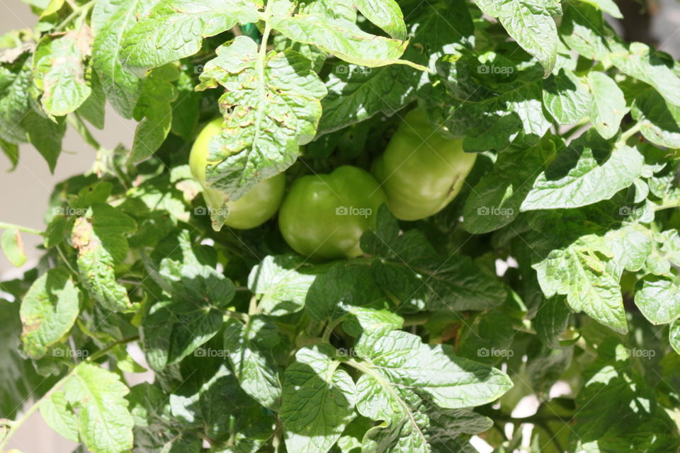 Green tomato