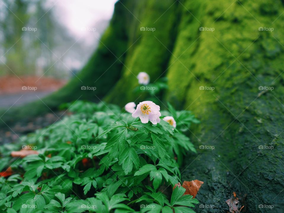 Selective focus of flower