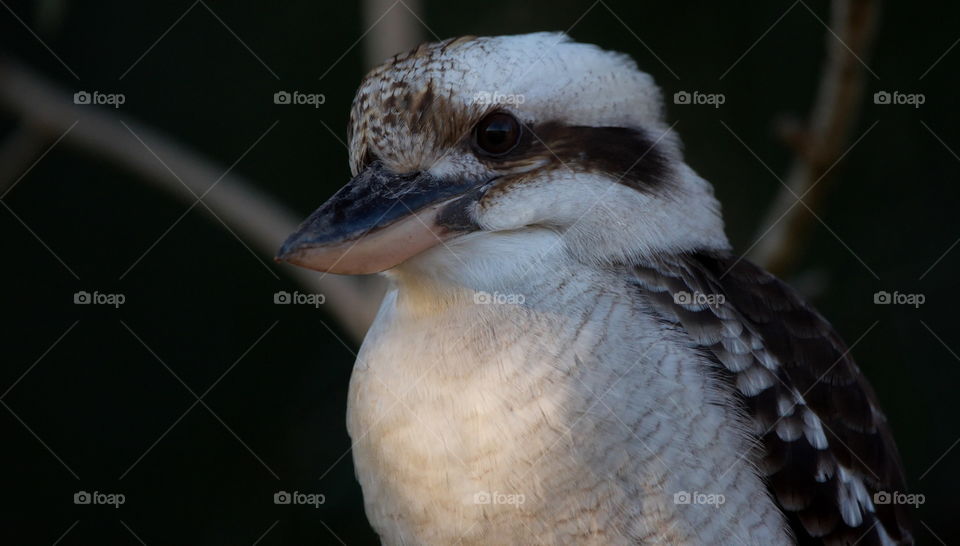 Laughing Kookaburra