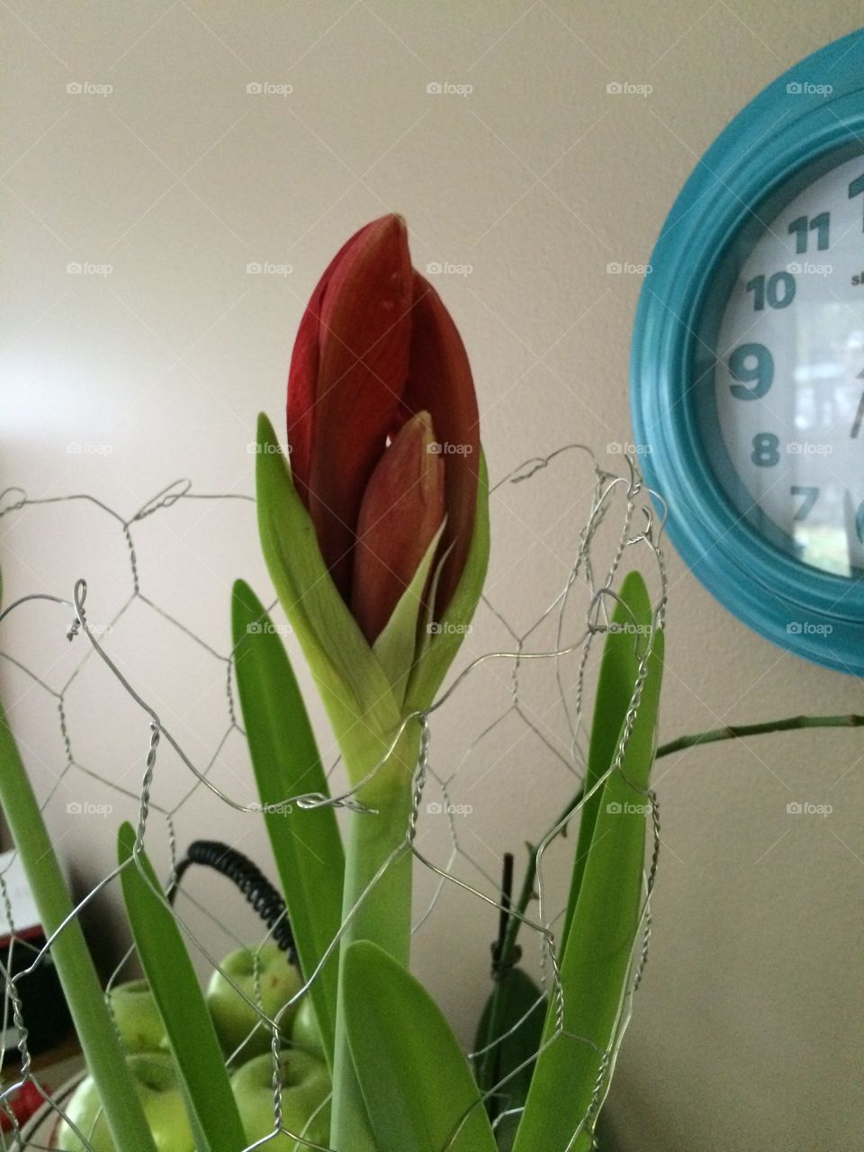 Amaryllis . It's about to bloom