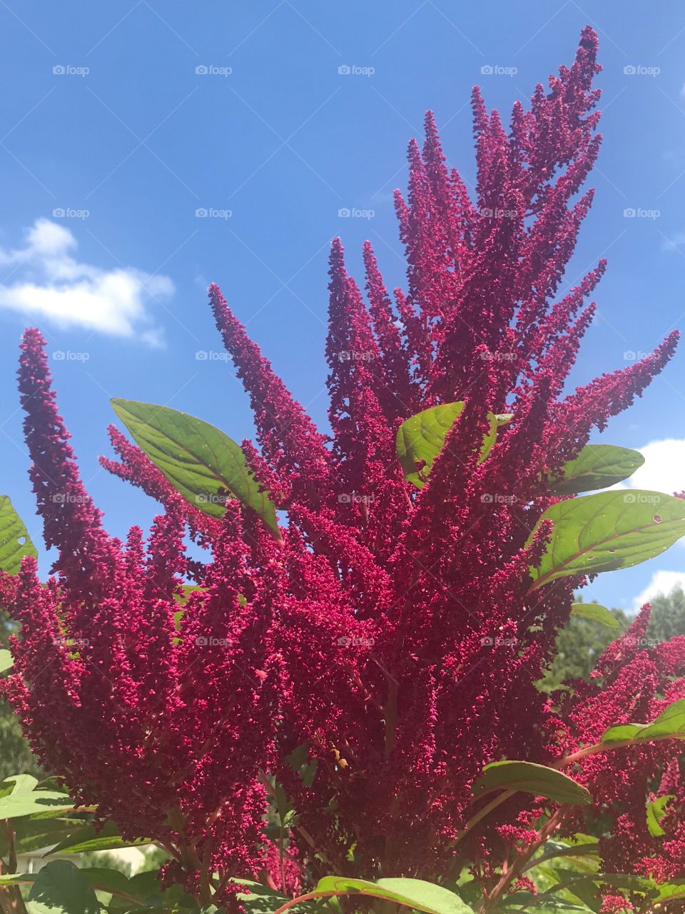 Amaranth with blue sky and leaves