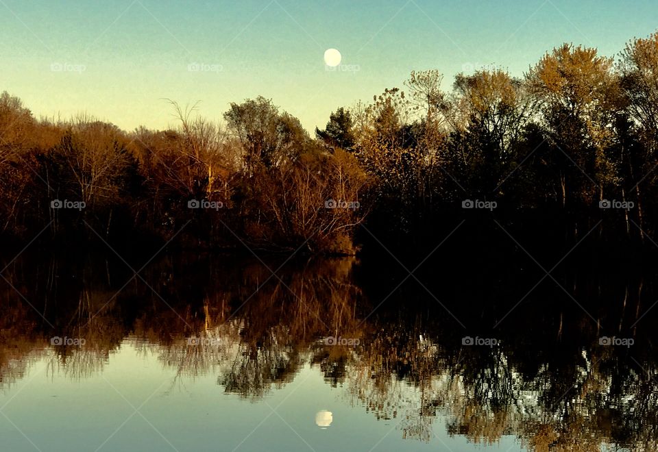 Forest reflecting on lake