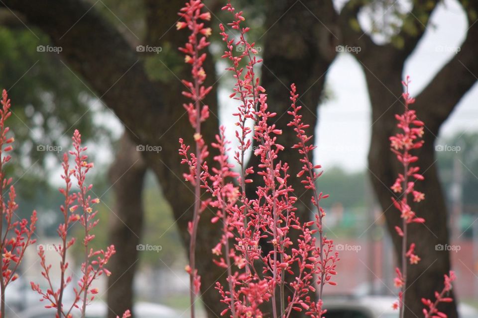 Red flowers