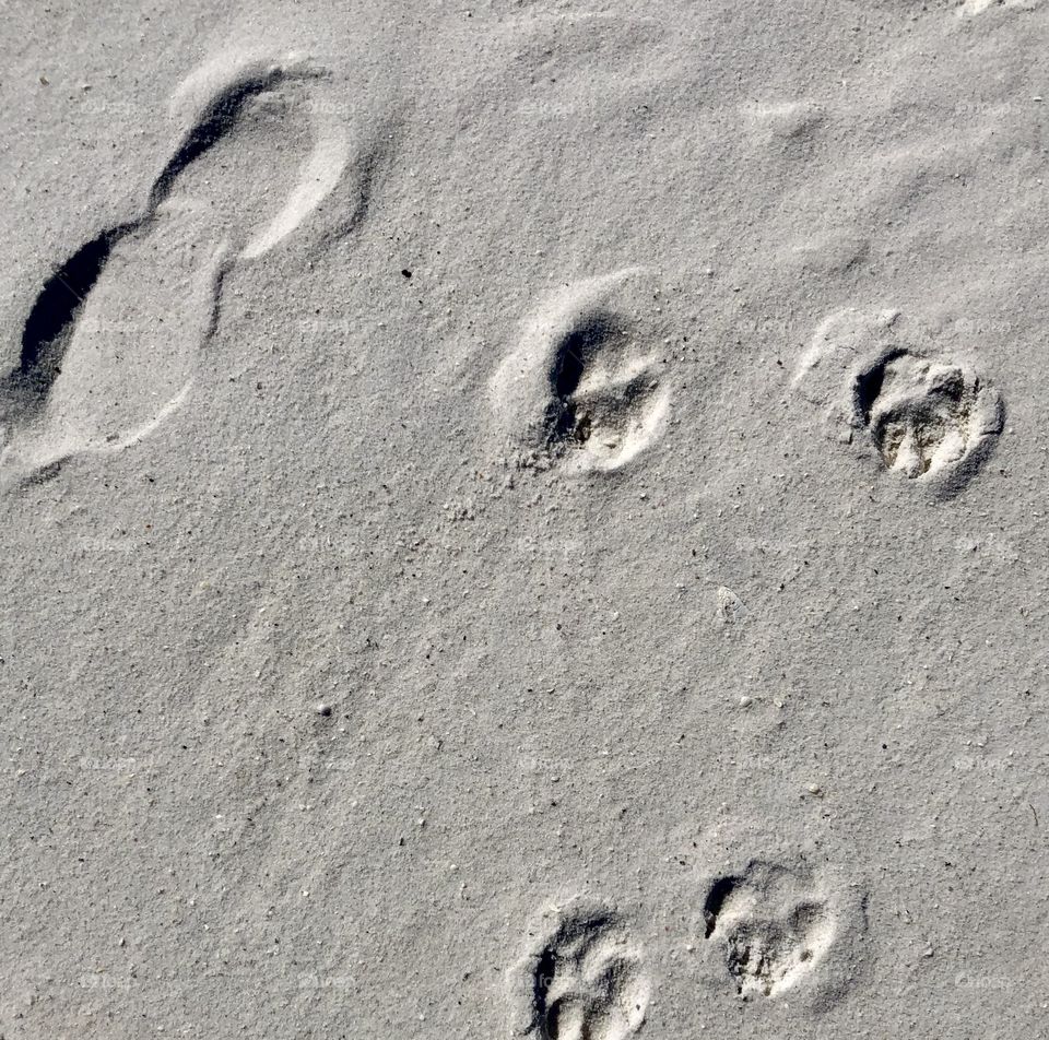Dog and human footprints in sand 