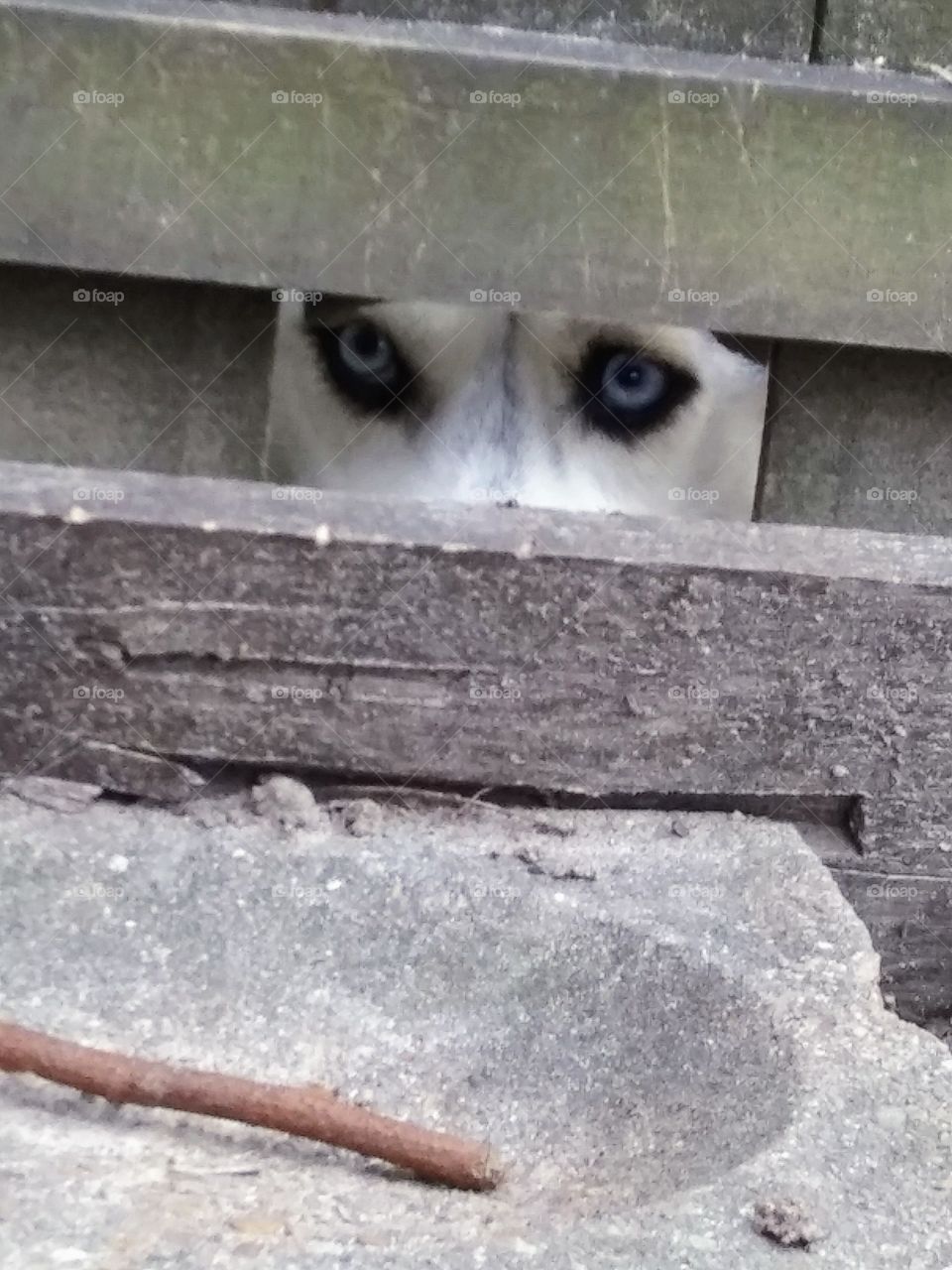 spying dog