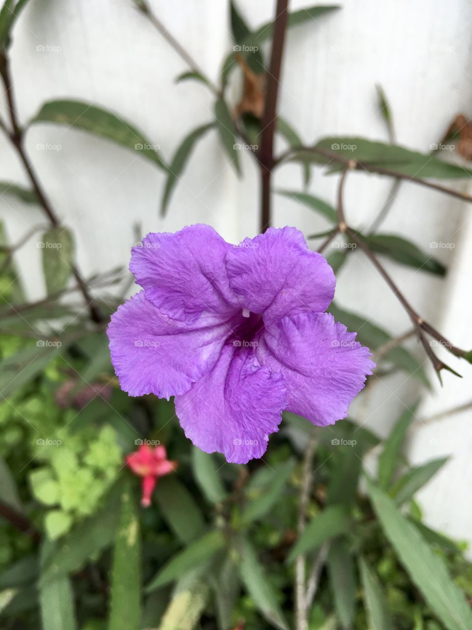 Purple flower against a white fence in my backyard in Florida 