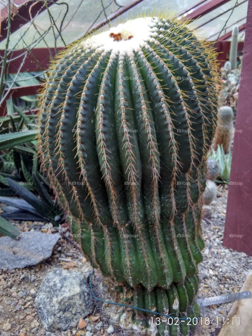 cactus 3.0