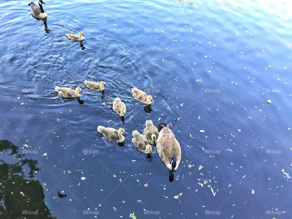 Goslings