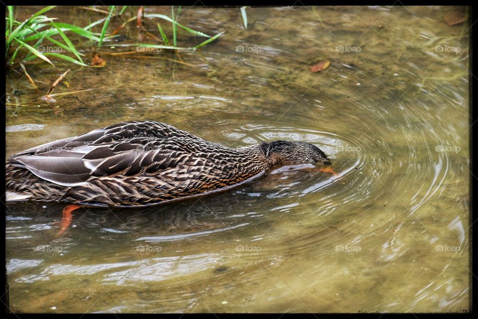 A hen Mallard is pictured with her beak and head submerged in the rippled water, searching for a meal.