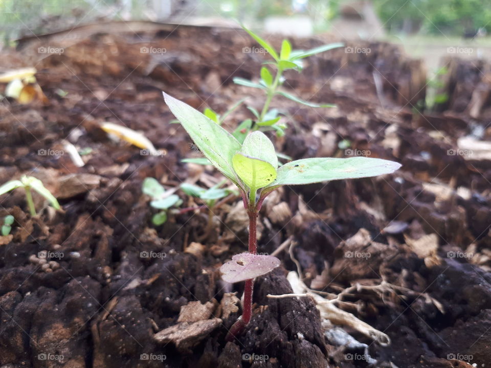 Plant in the garden