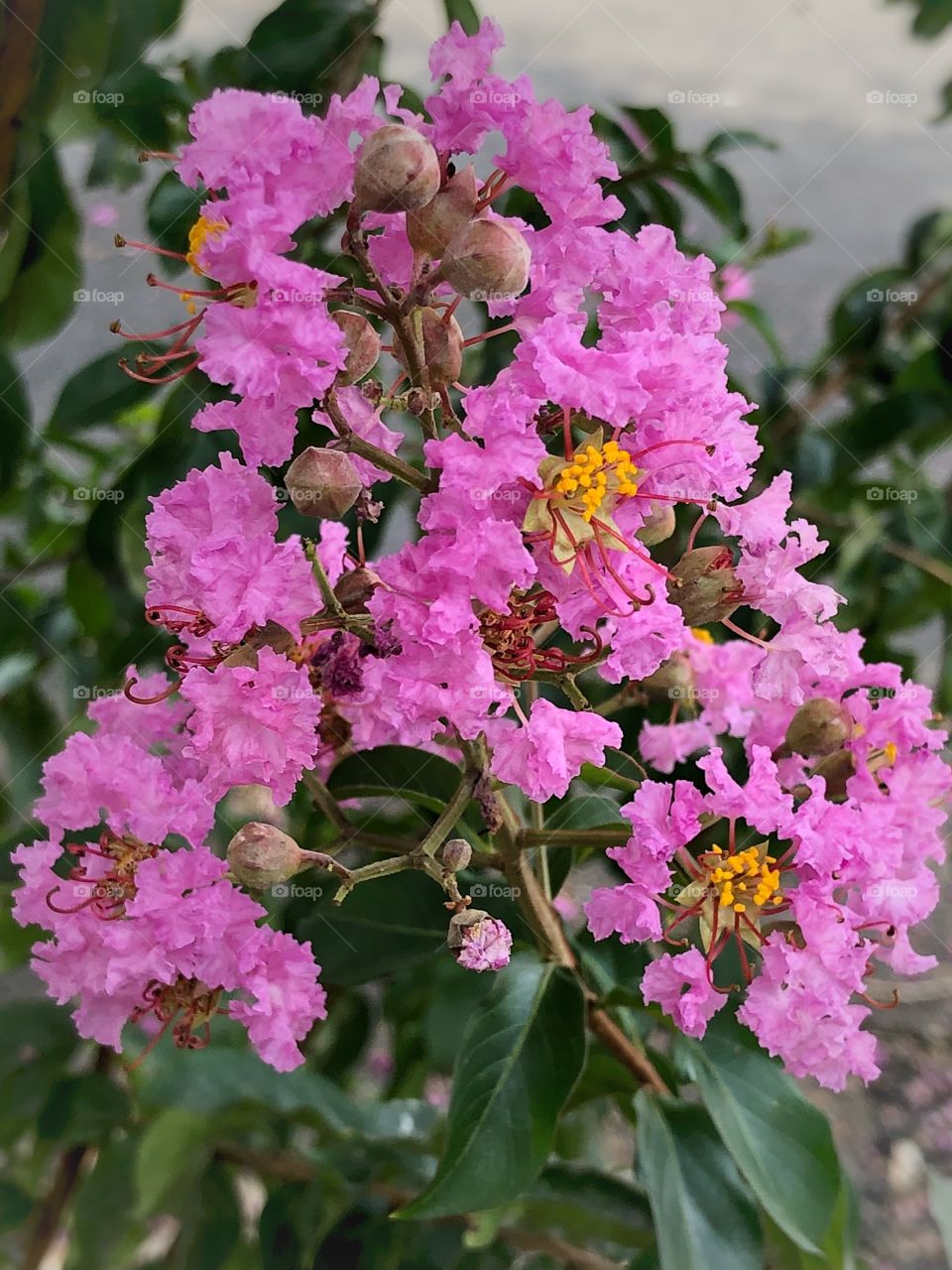 Lagerstroemia indica, also know as crape myrtle. The pink crape myrtle flower or crepeflower.