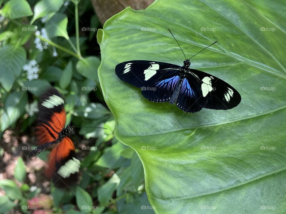 Sara Longwing Butterfly at Florida Museum of Natural History 