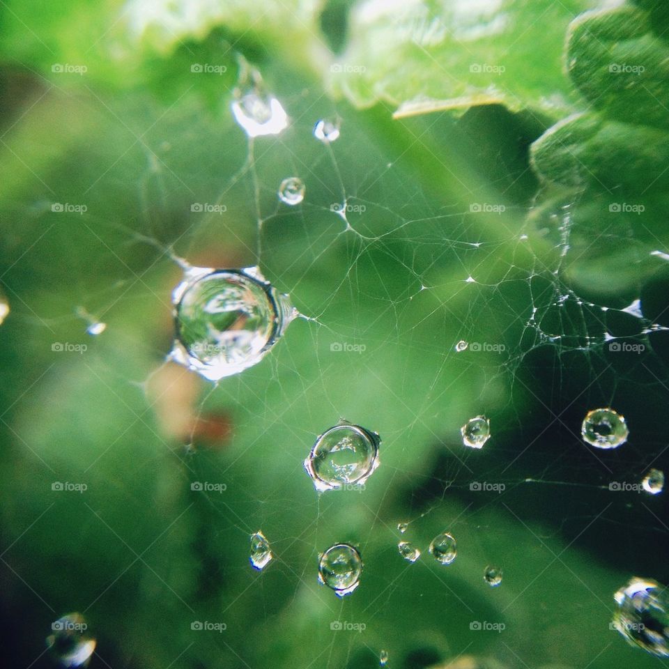 Dewy