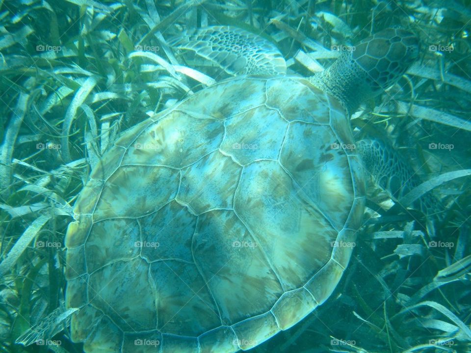Awww...Sea Turtle
