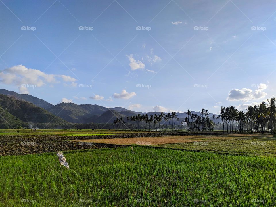 ricefield