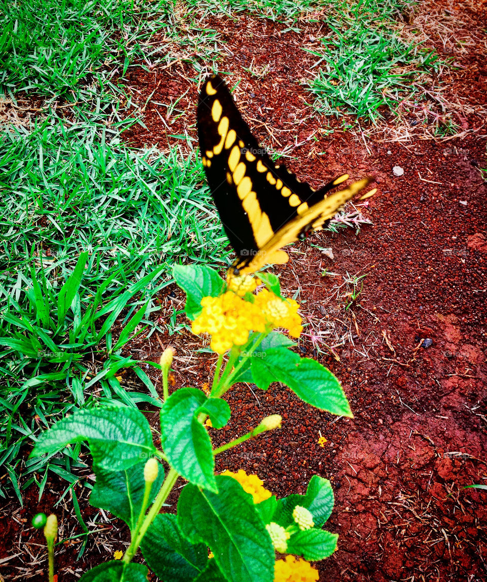 And what a beautiful butterfly landed on our lanthanes ... Yes, she asked to be photographed! / E que borboleta tão bonita pousou nas nossas lantanas... Sim, ela pediu para ser fotografada!