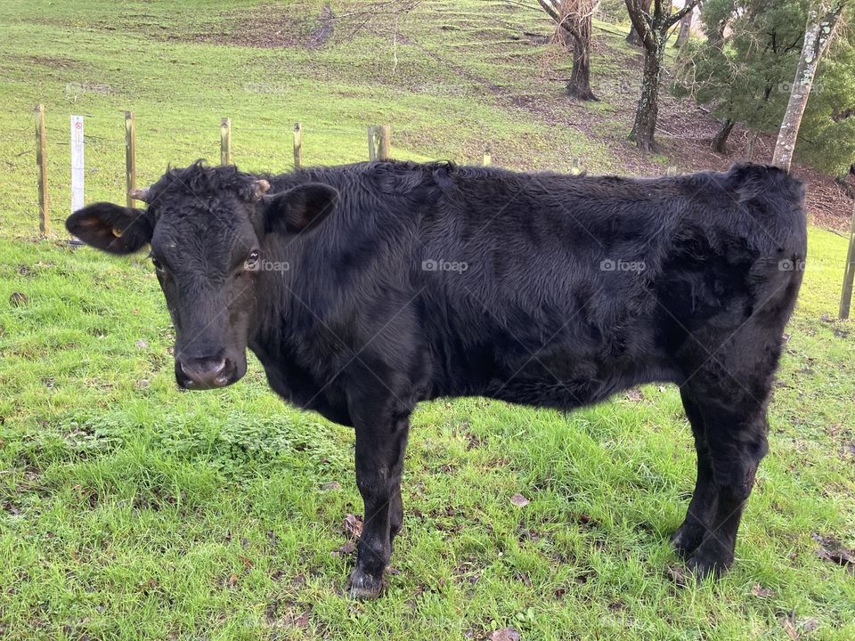 Black Steer