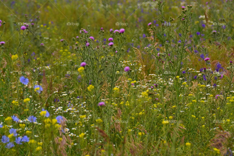 field flowers