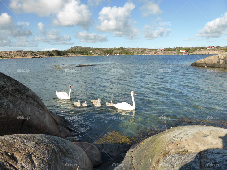 Swan family