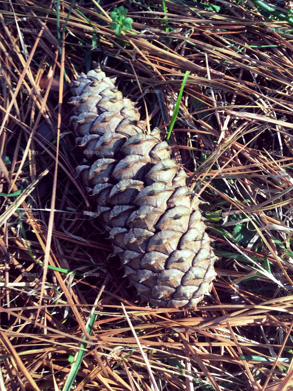 Pine cone on the forest floor