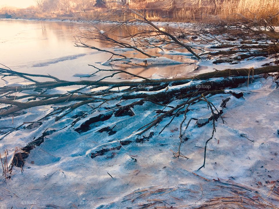 Frozen tree 